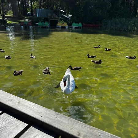 Letniskowy Nad Jeziorem, Las, Mazury * Wiartel Maly
