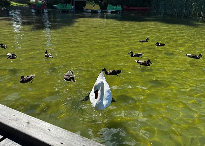 Letniskowy Nad Jeziorem, Las, Mazury * Wiartel Maly